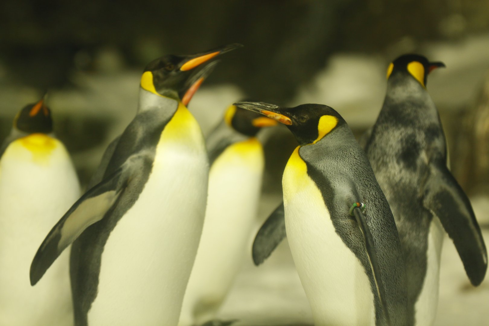 King penguin