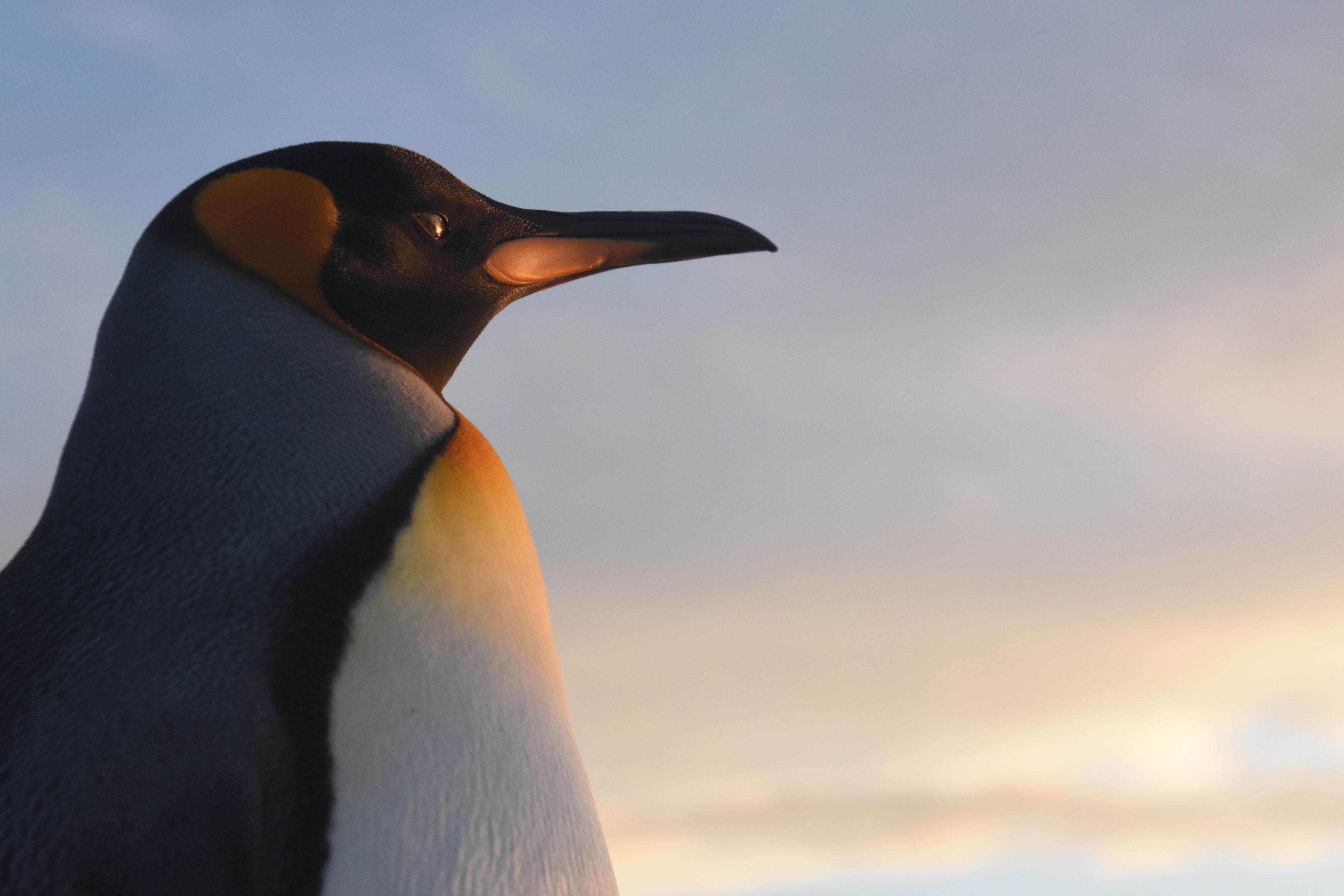 King penguin