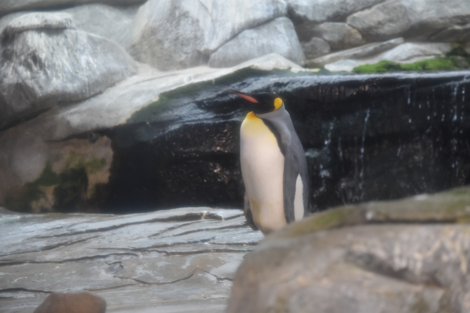 King penguin