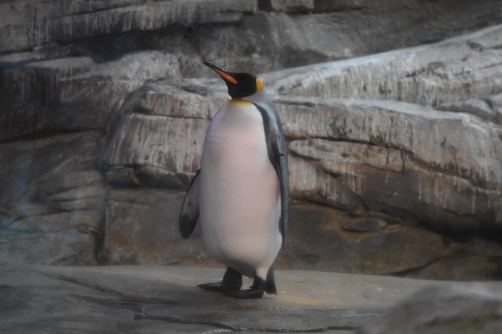 King penguin