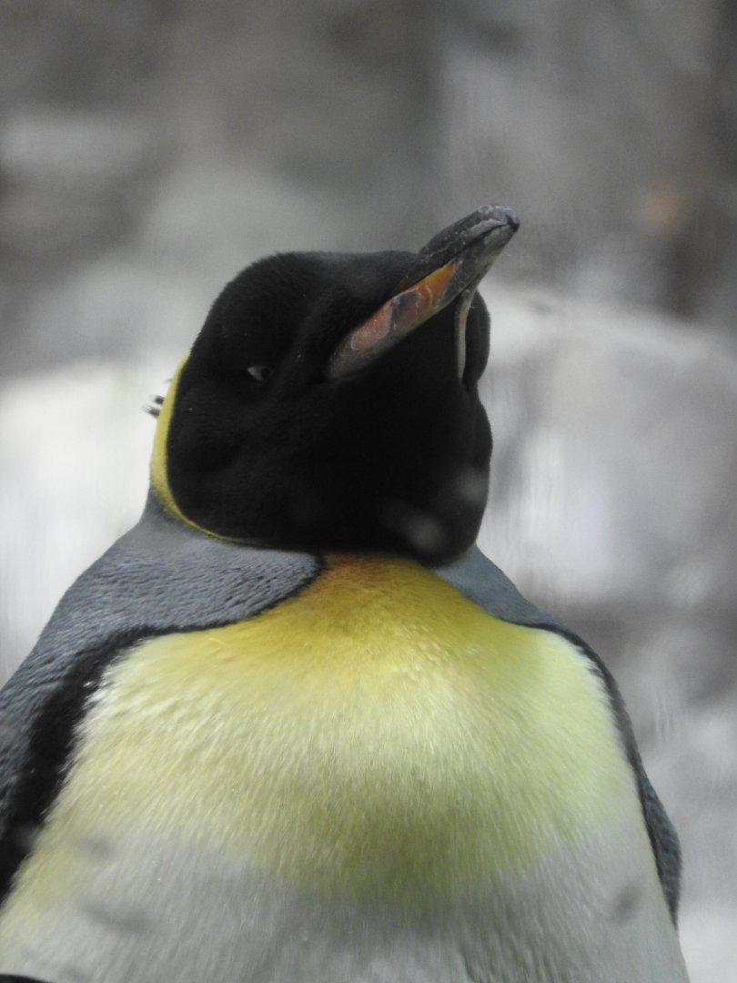 King Penguin