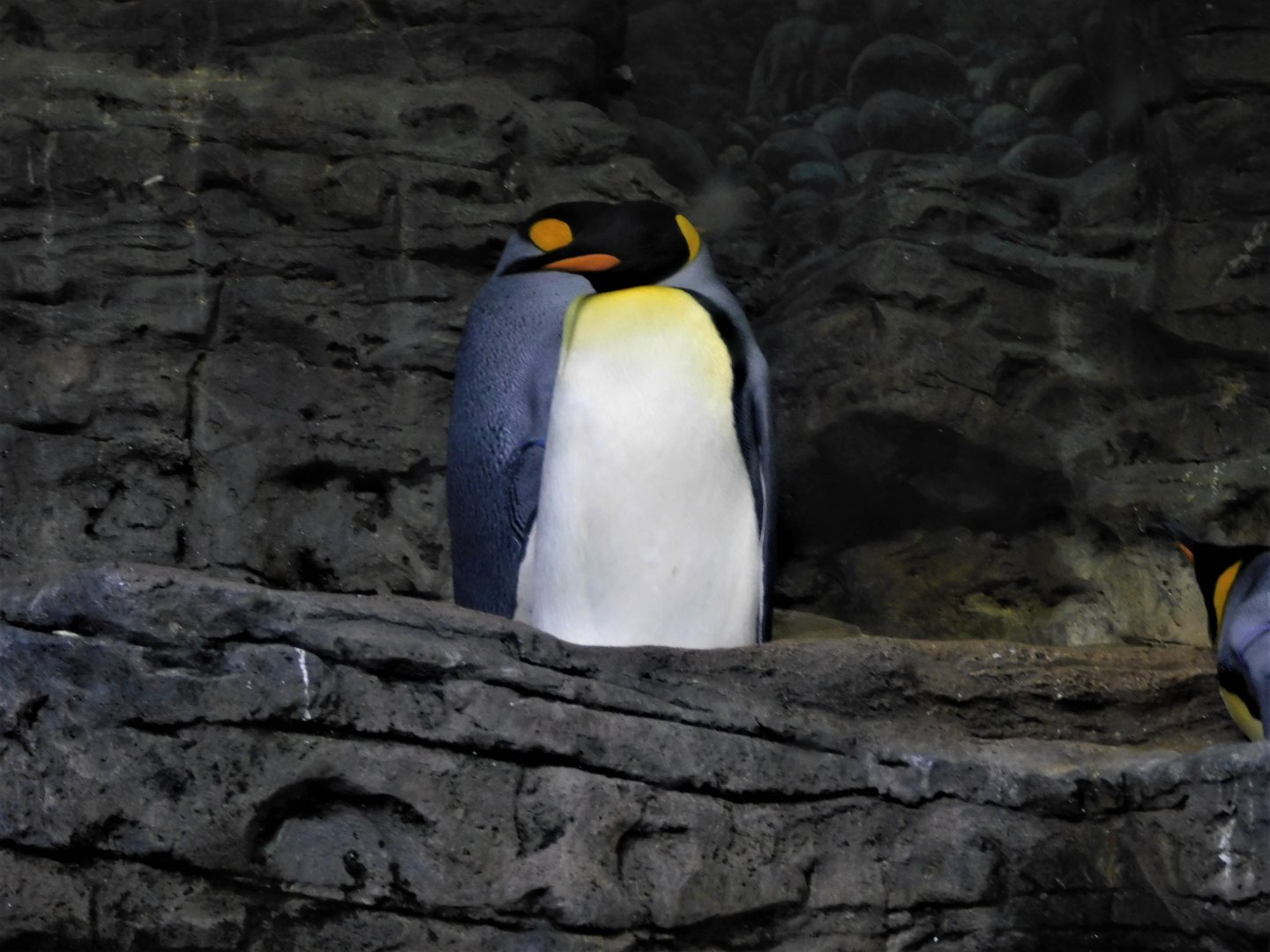 King Penguin