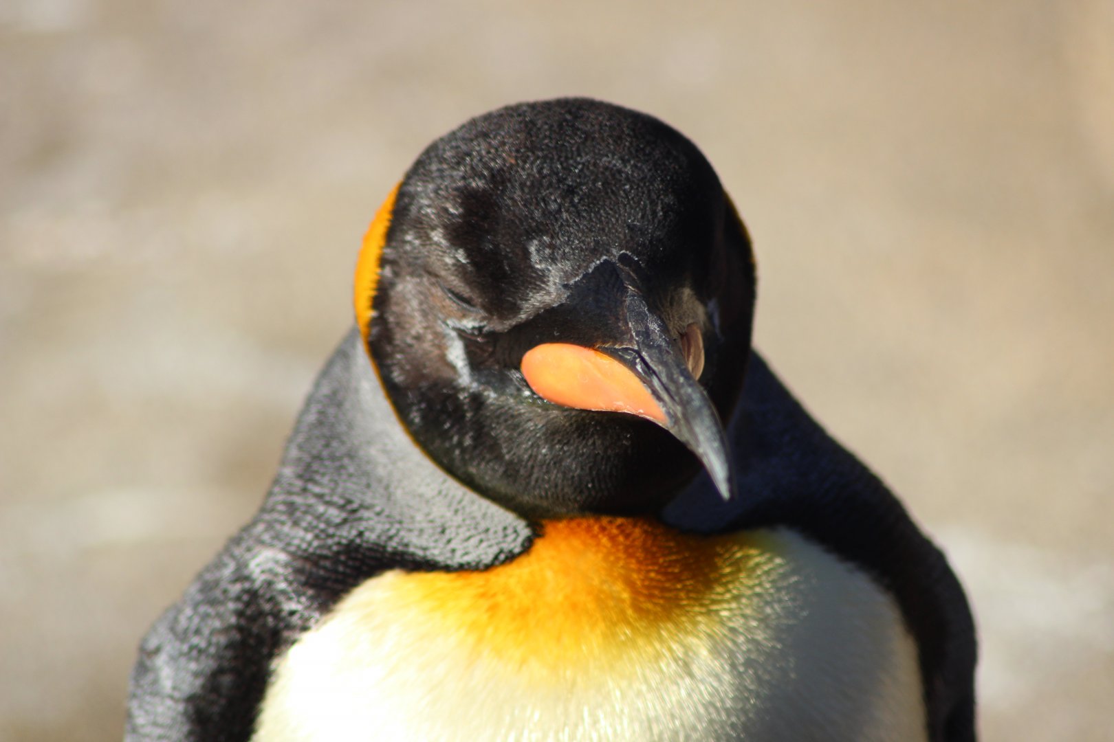 King Penguin