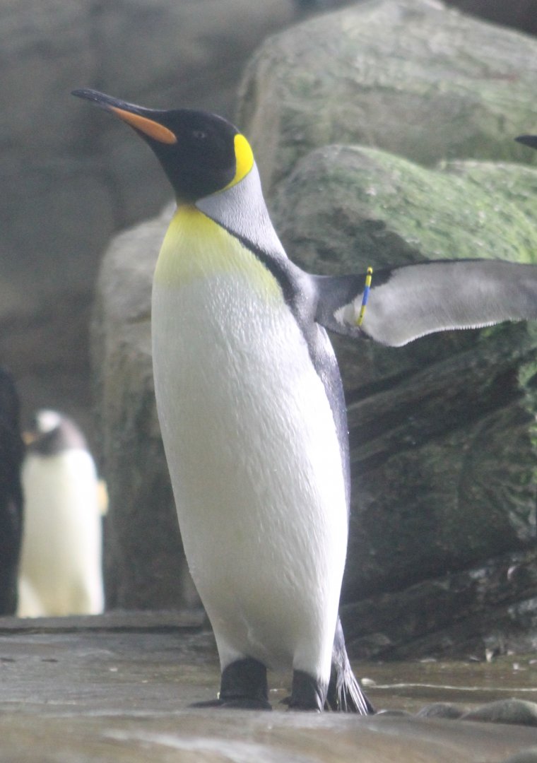 King penguin