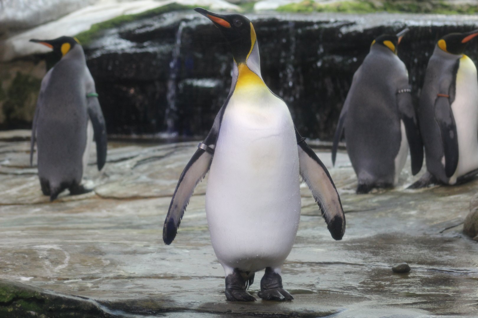 King Penguin