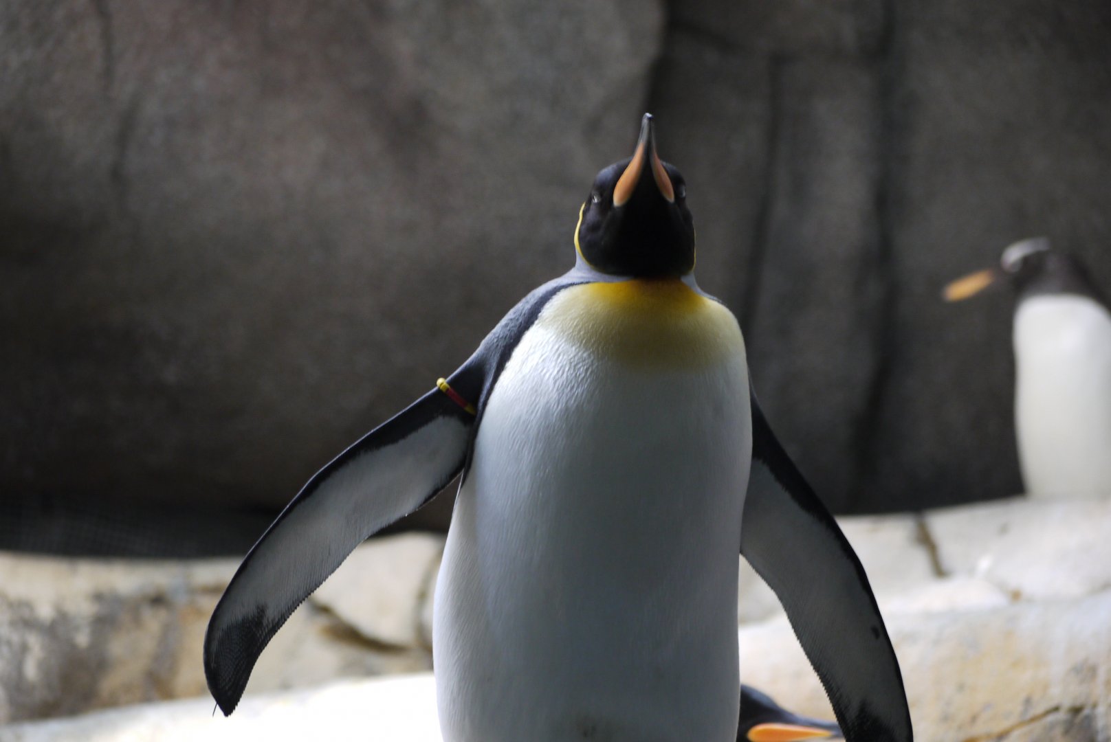 King Penguin