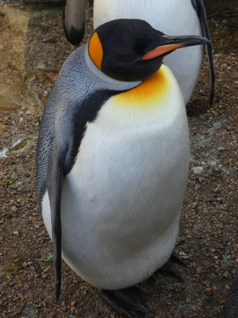 King Penguin