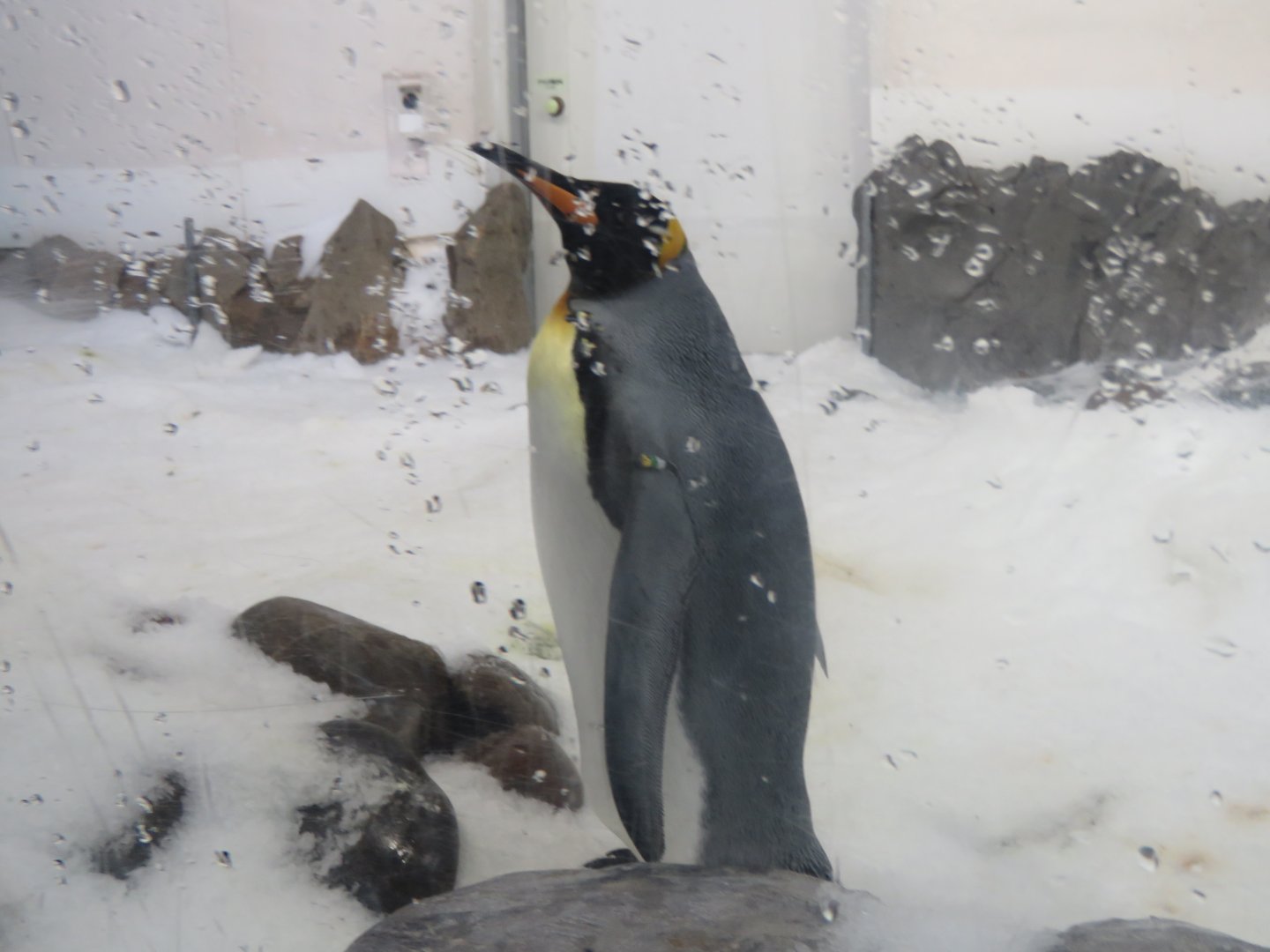 King Penguin