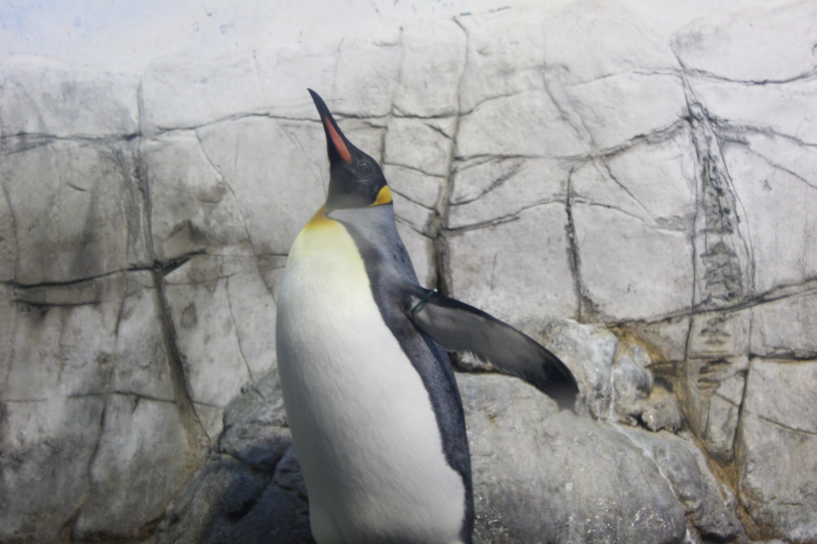 King Penguin