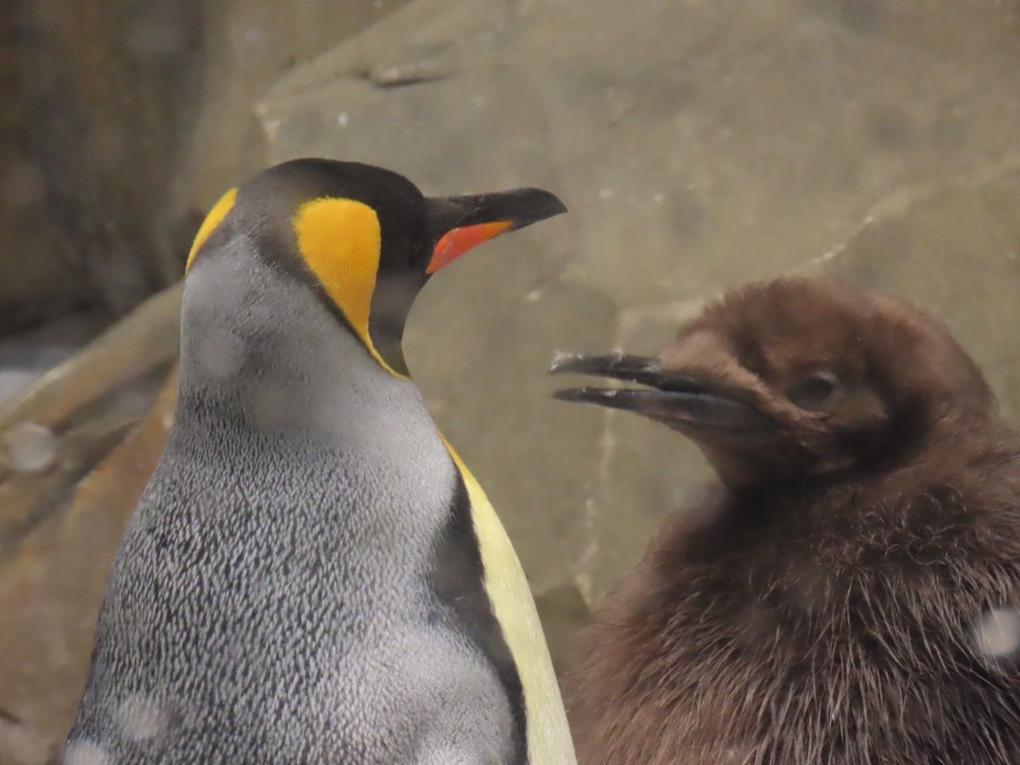 King penguin
