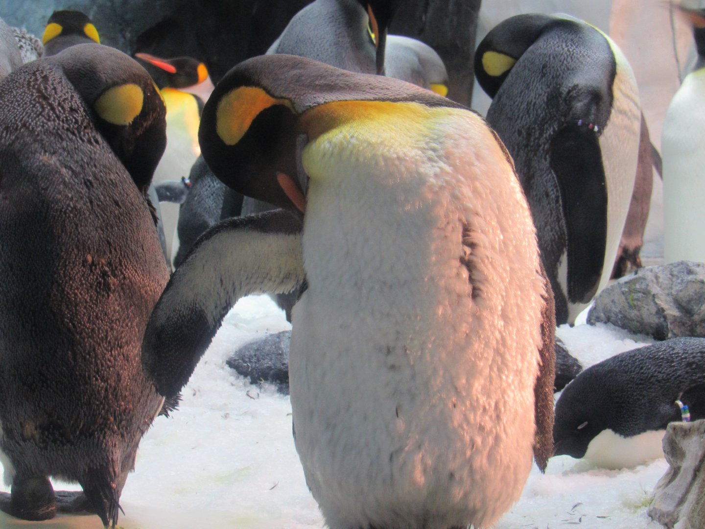 King Penguin