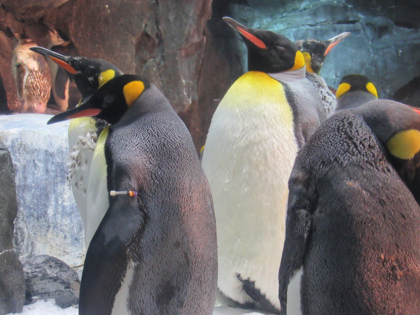 King Penguin