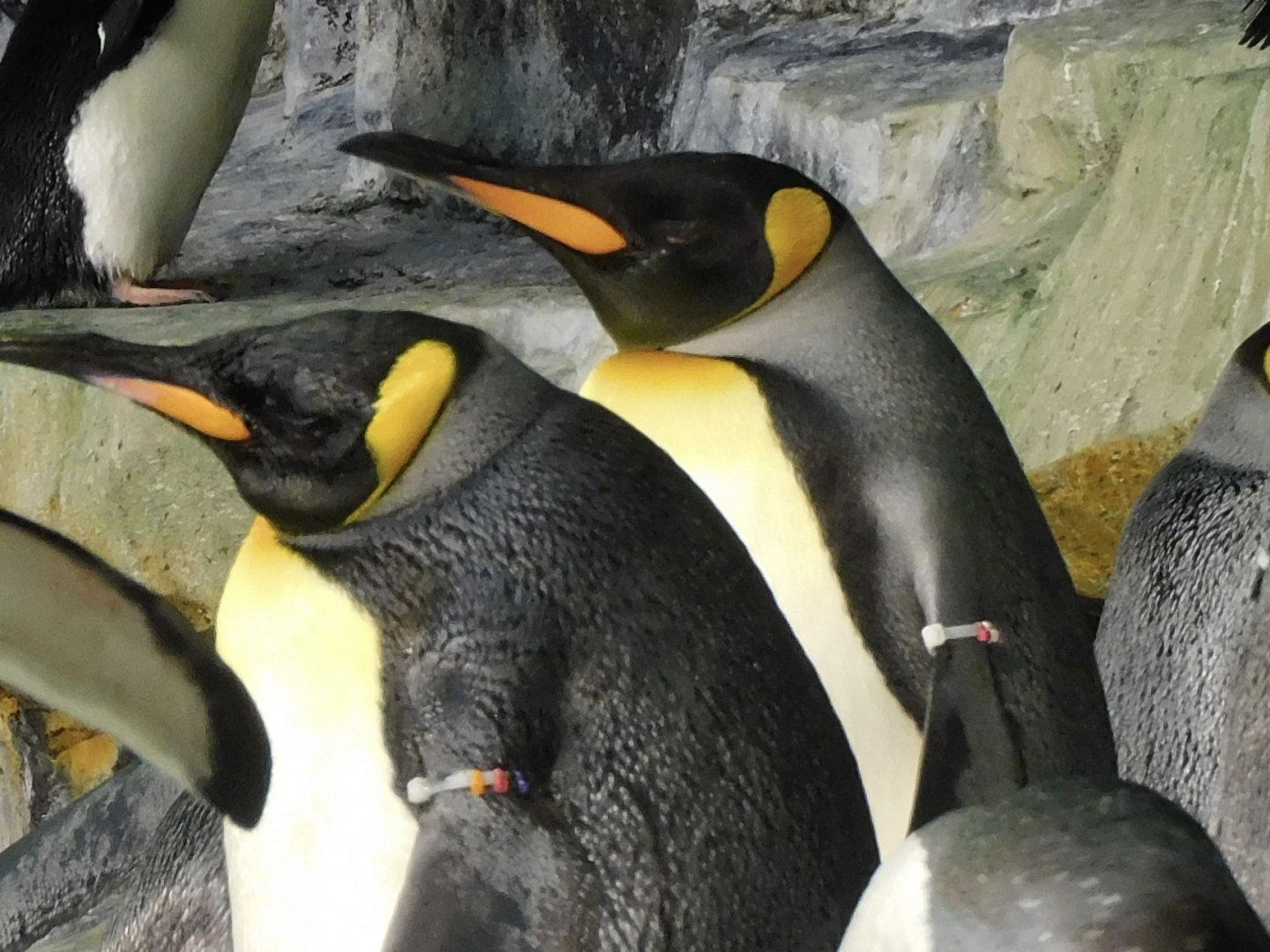 King penguin