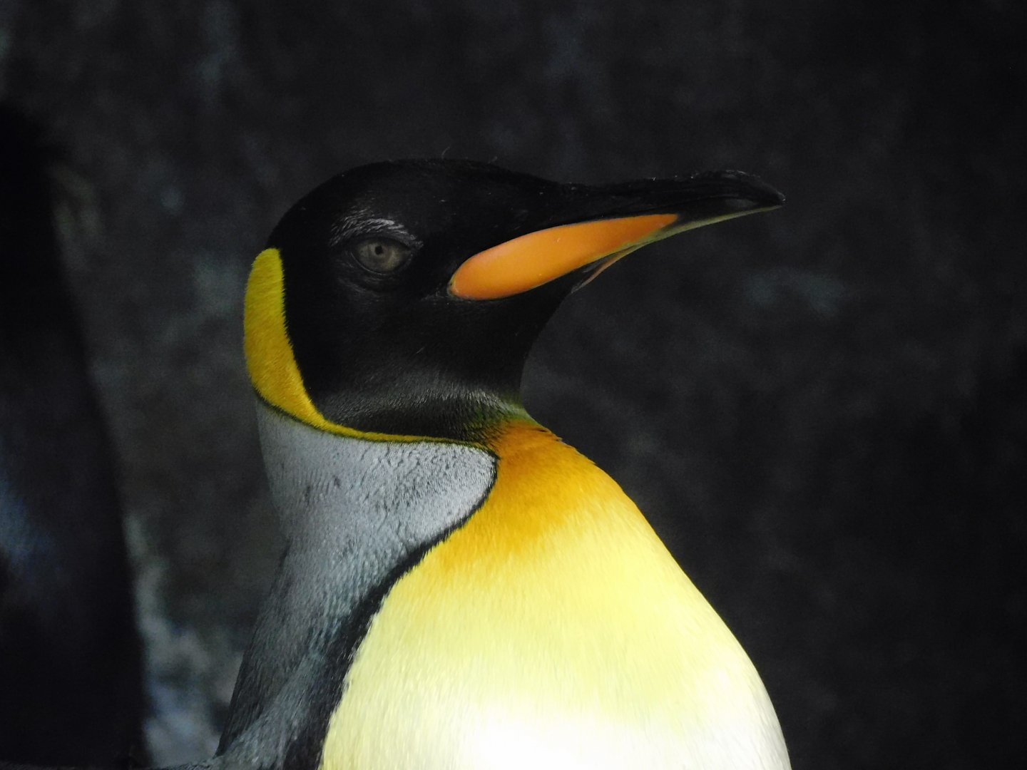 King penguin