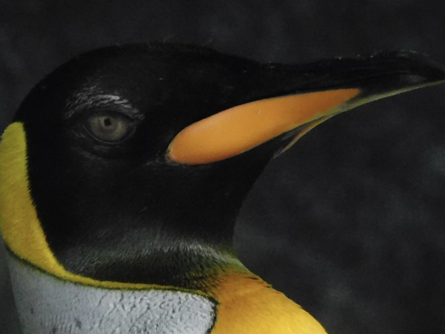 King penguin