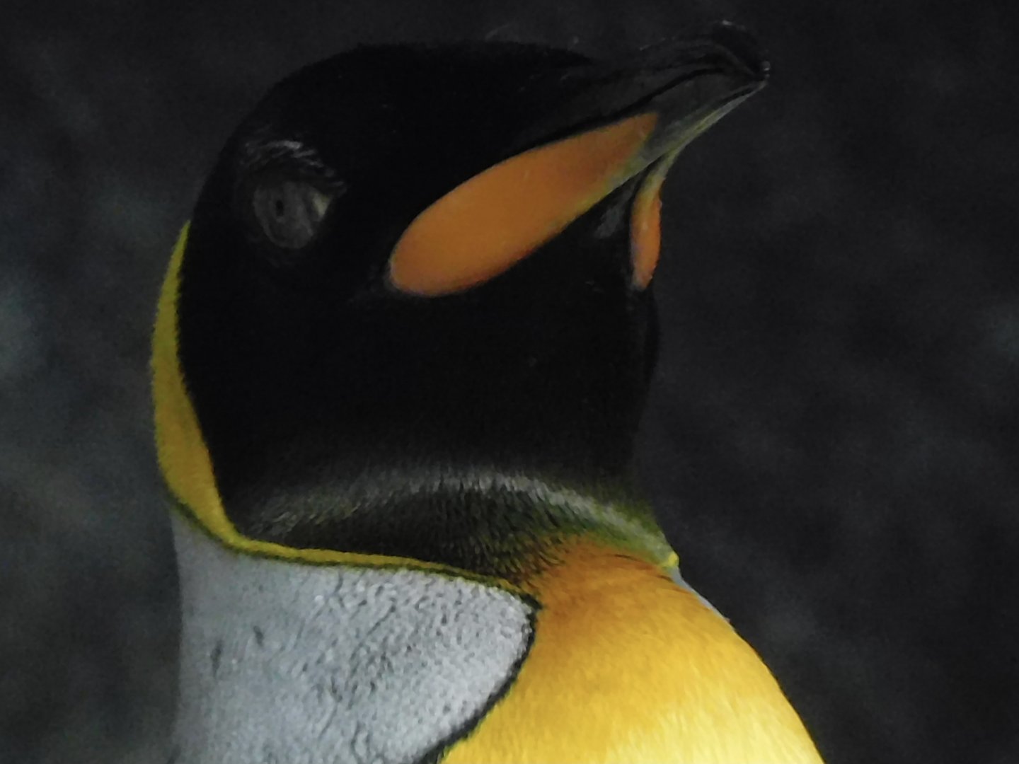 King penguin