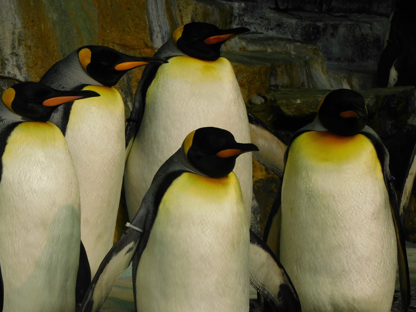 King penguin