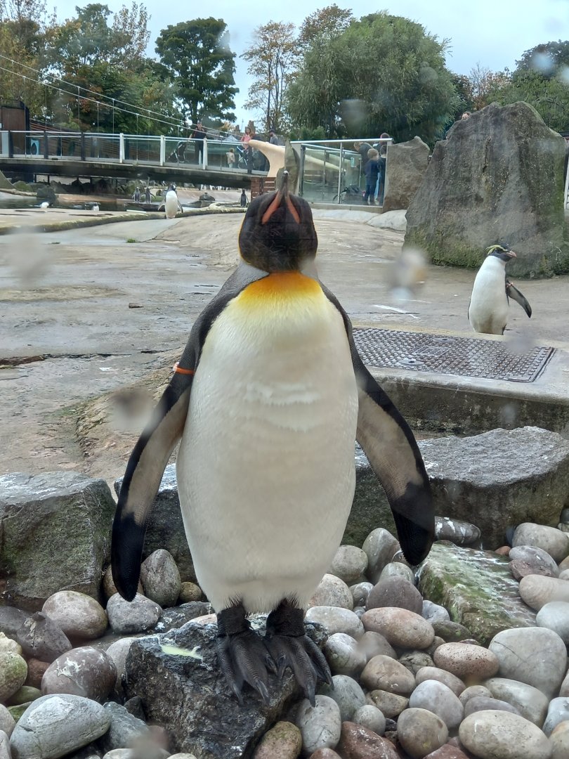 King Penguin