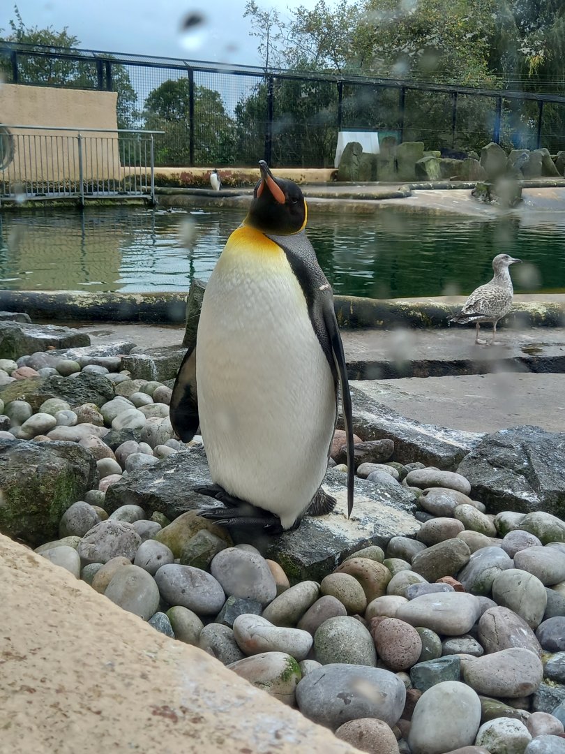 King Penguin