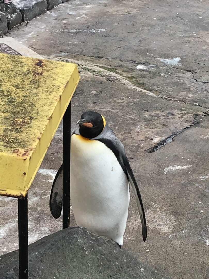 King penguin