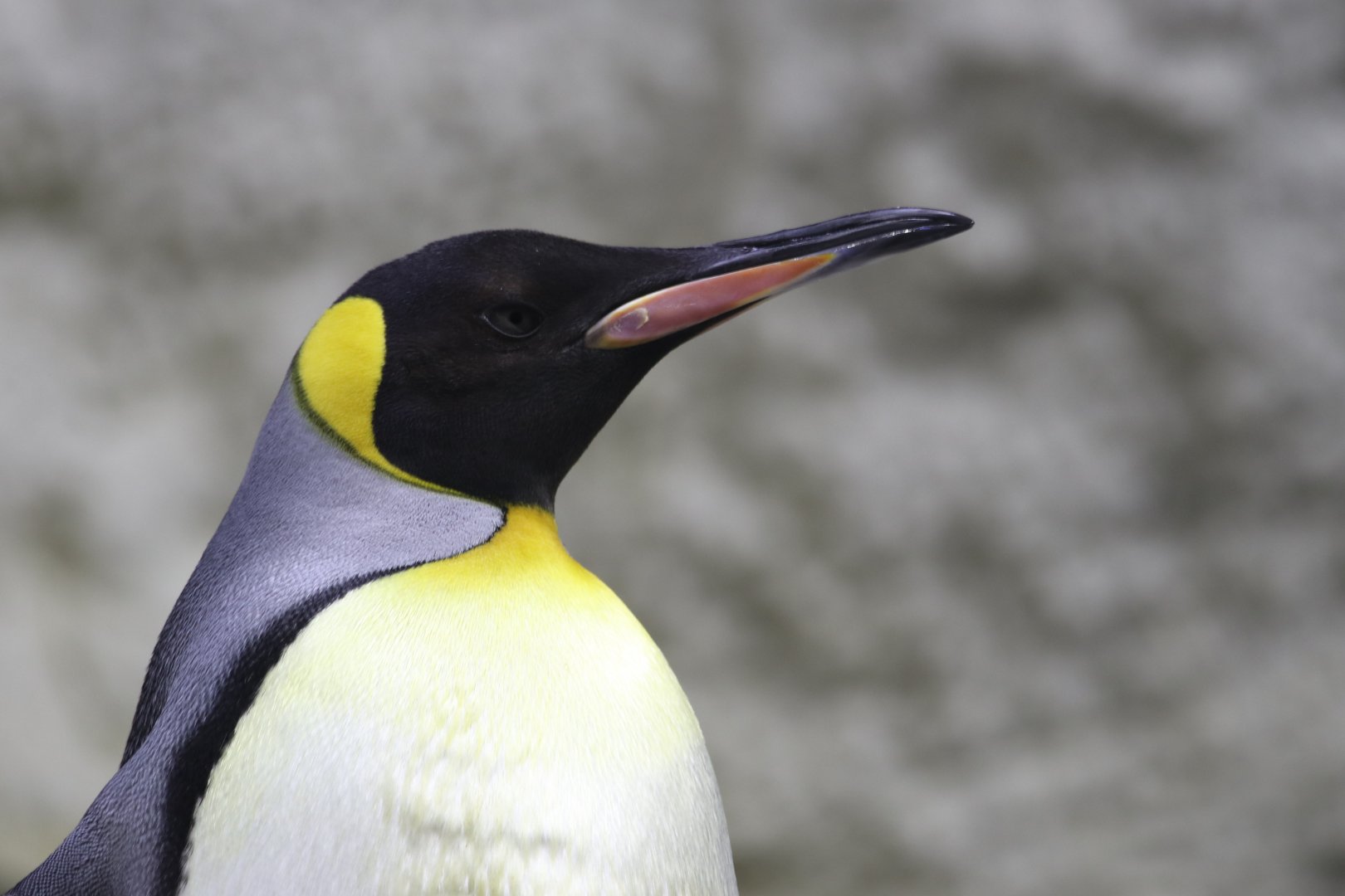 King penguin