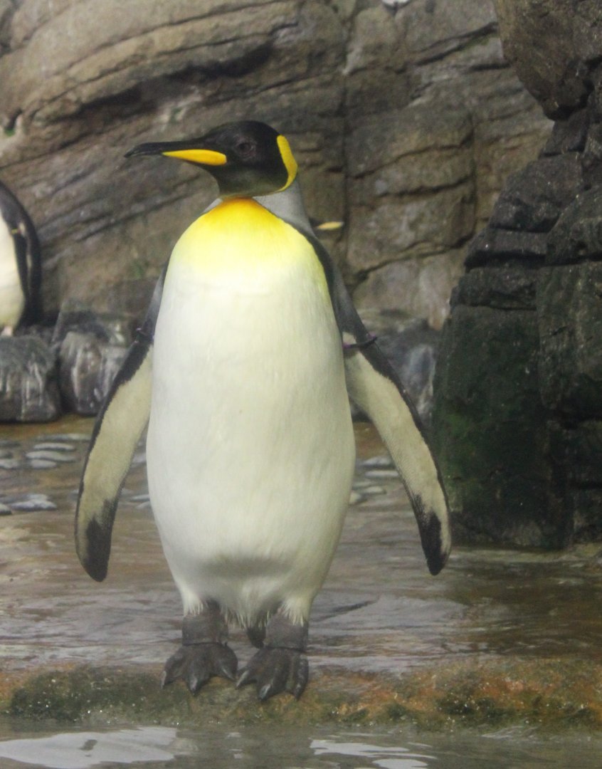 King penguin