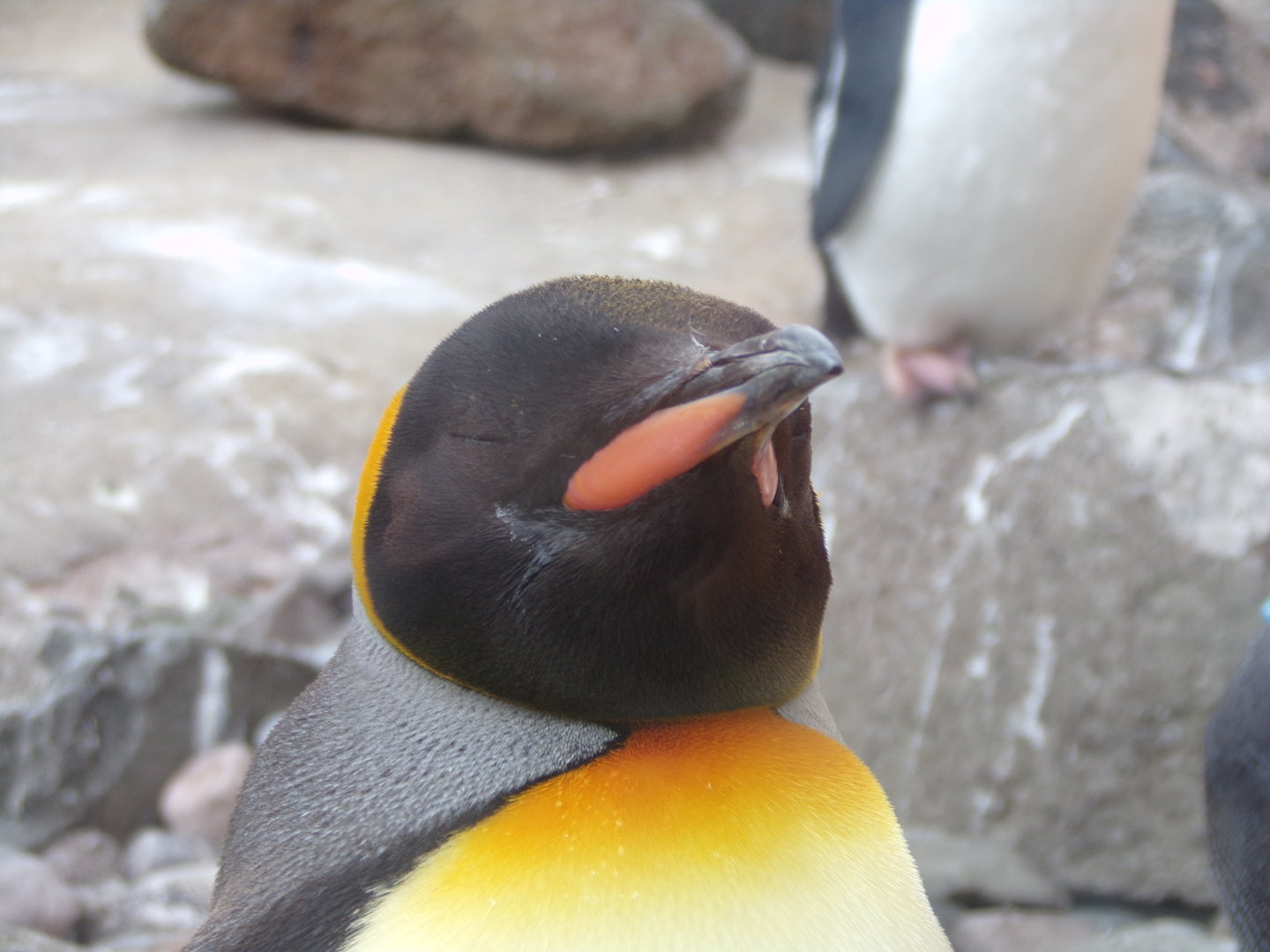 King penguin