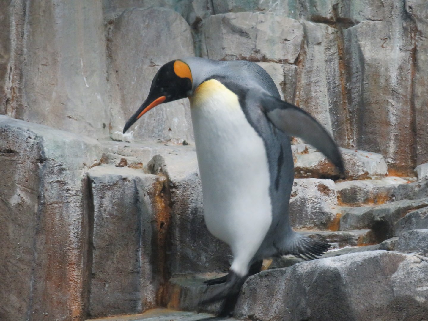 King penguin