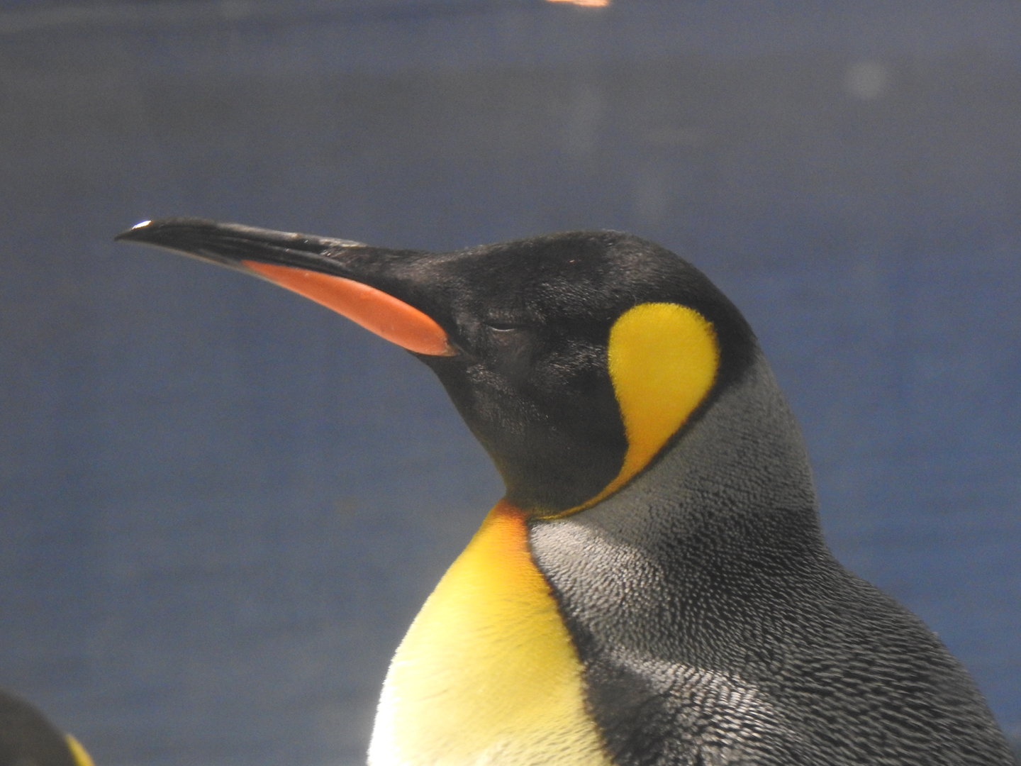 King Penguin