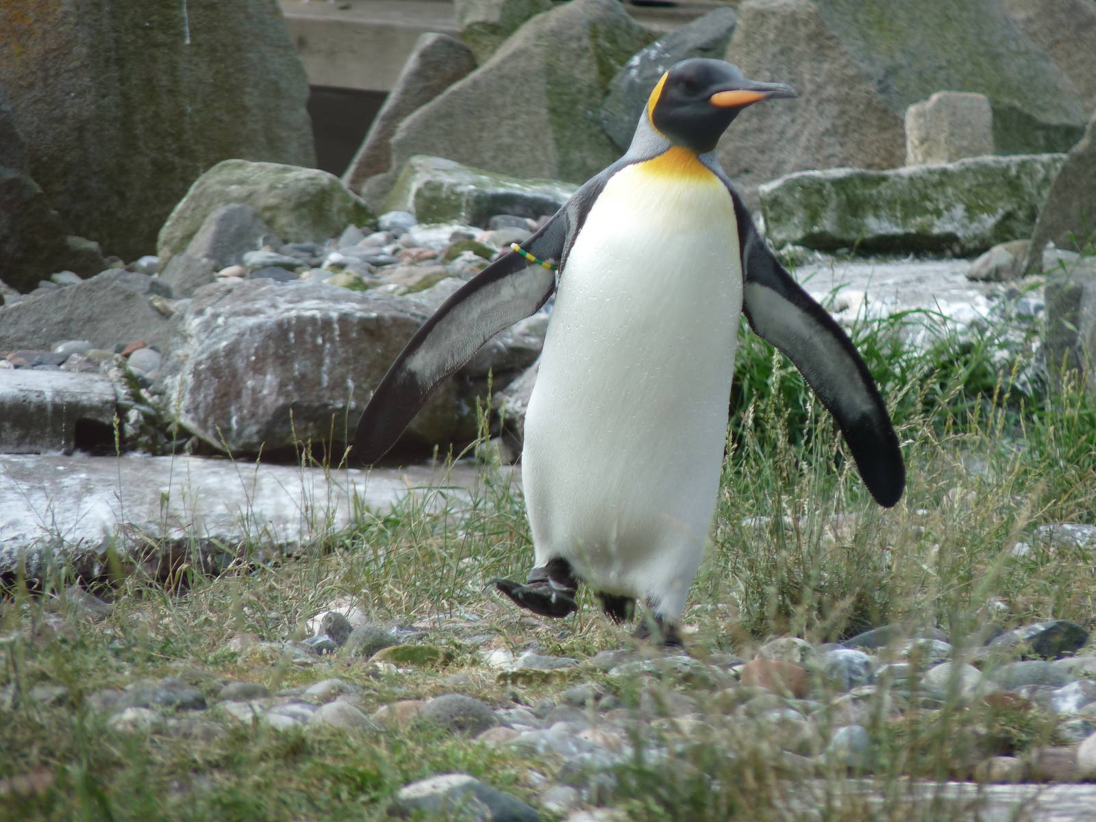 King Penguin