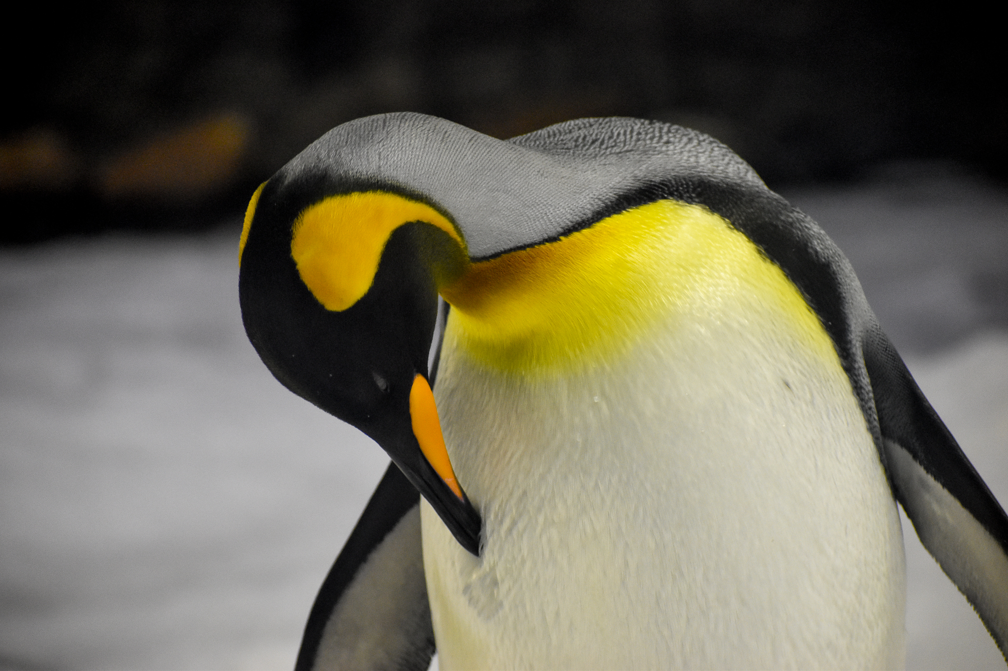 King Penguin