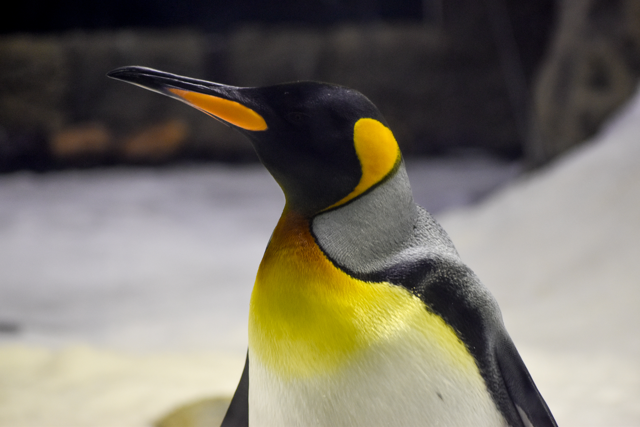 King Penguin
