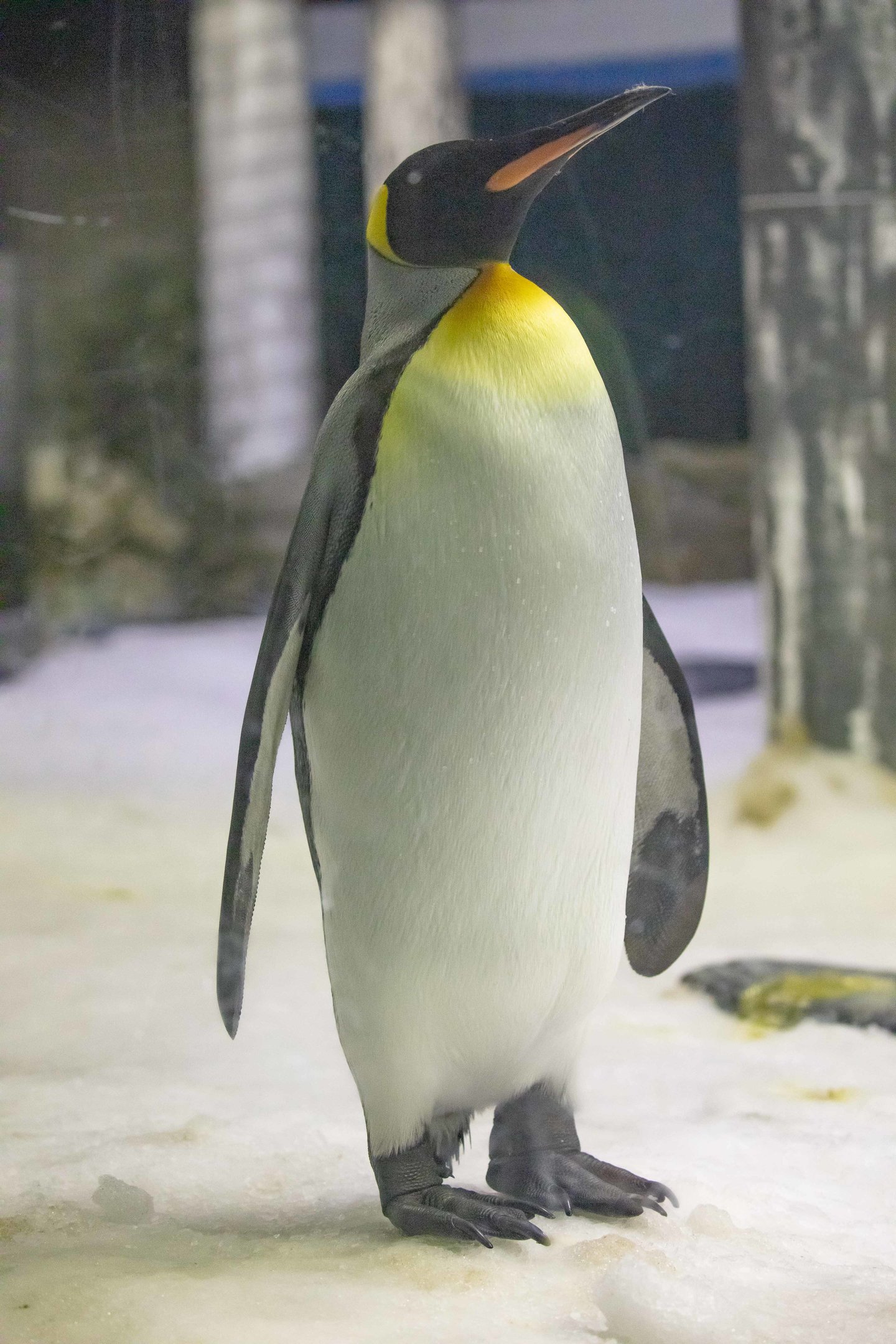 King Penguin