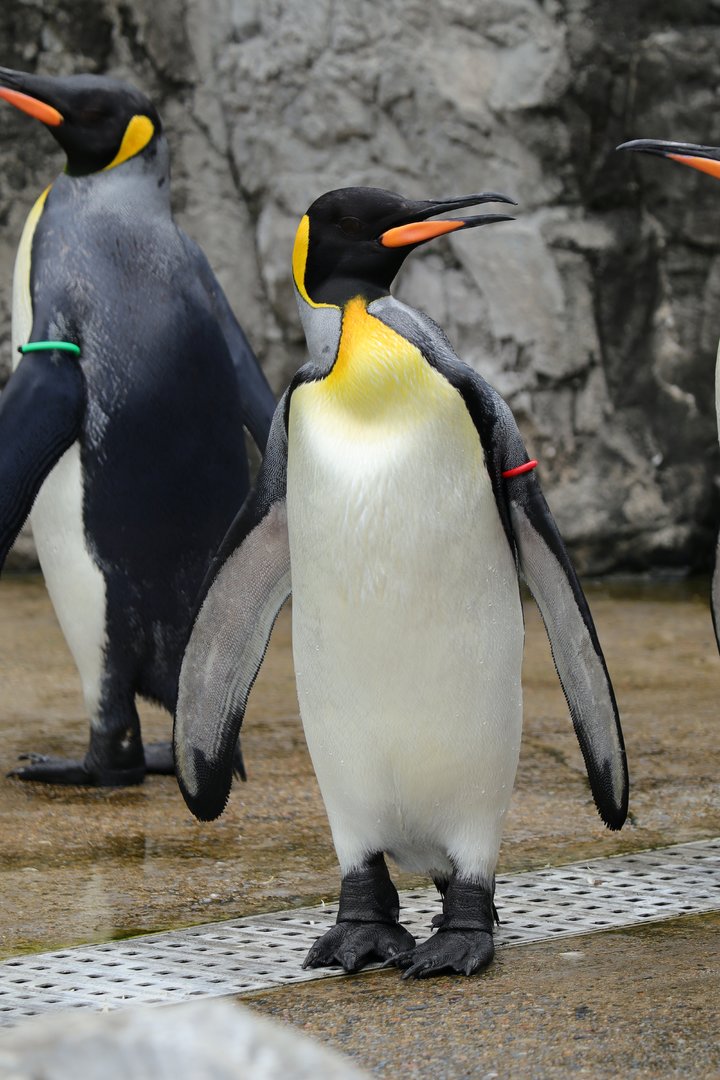 King penguin