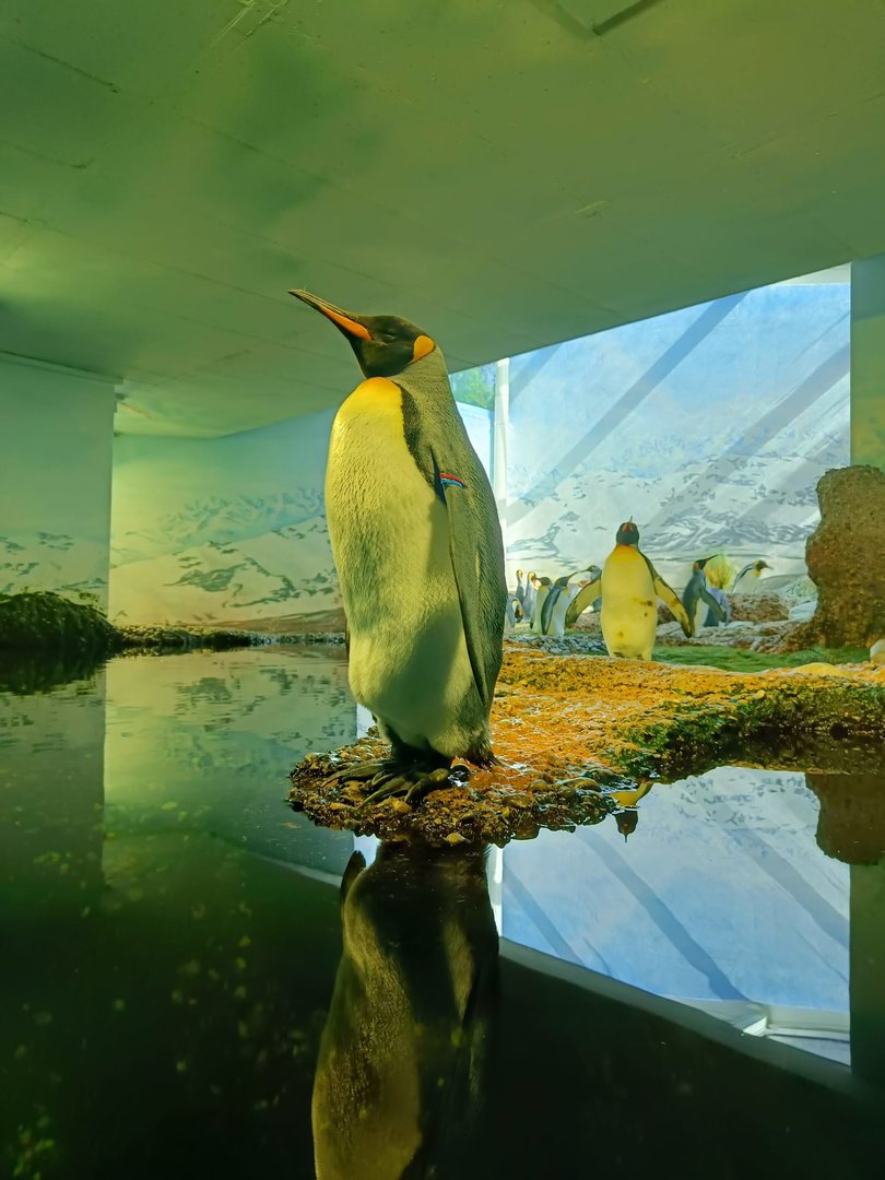 King Penguin