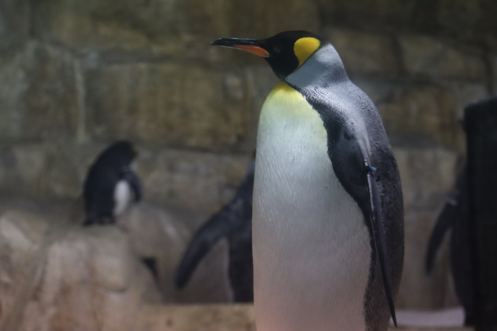 King Penguin