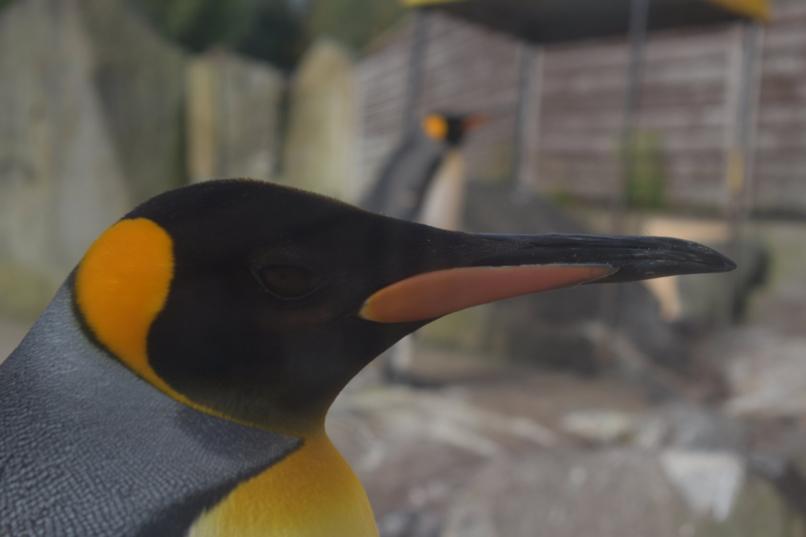 King Penguin