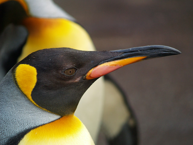 King penguin
