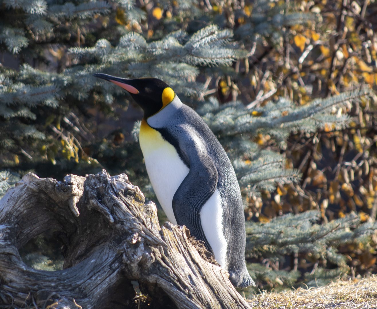 King Penguin