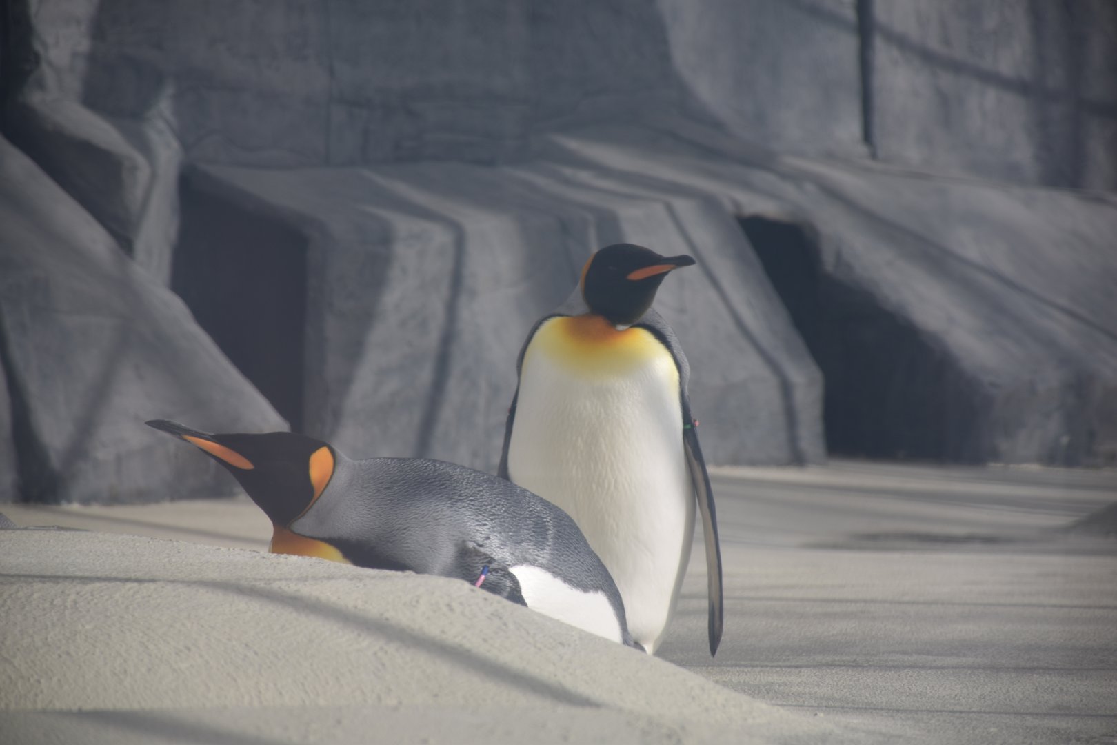 King penguin