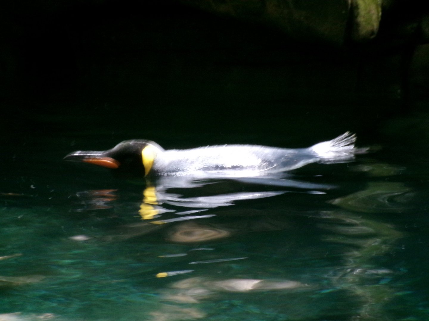 King penguin
