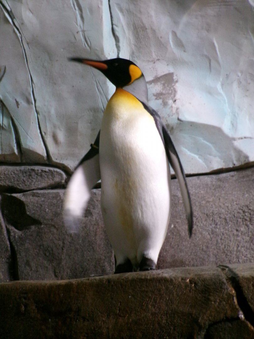 King penguin
