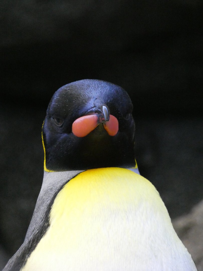 King penguin