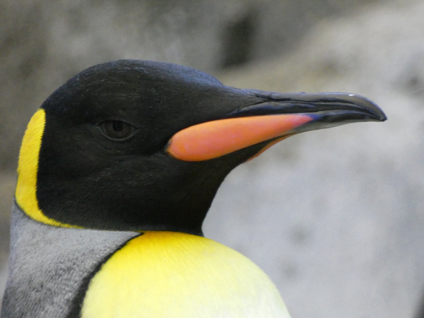 King penguin