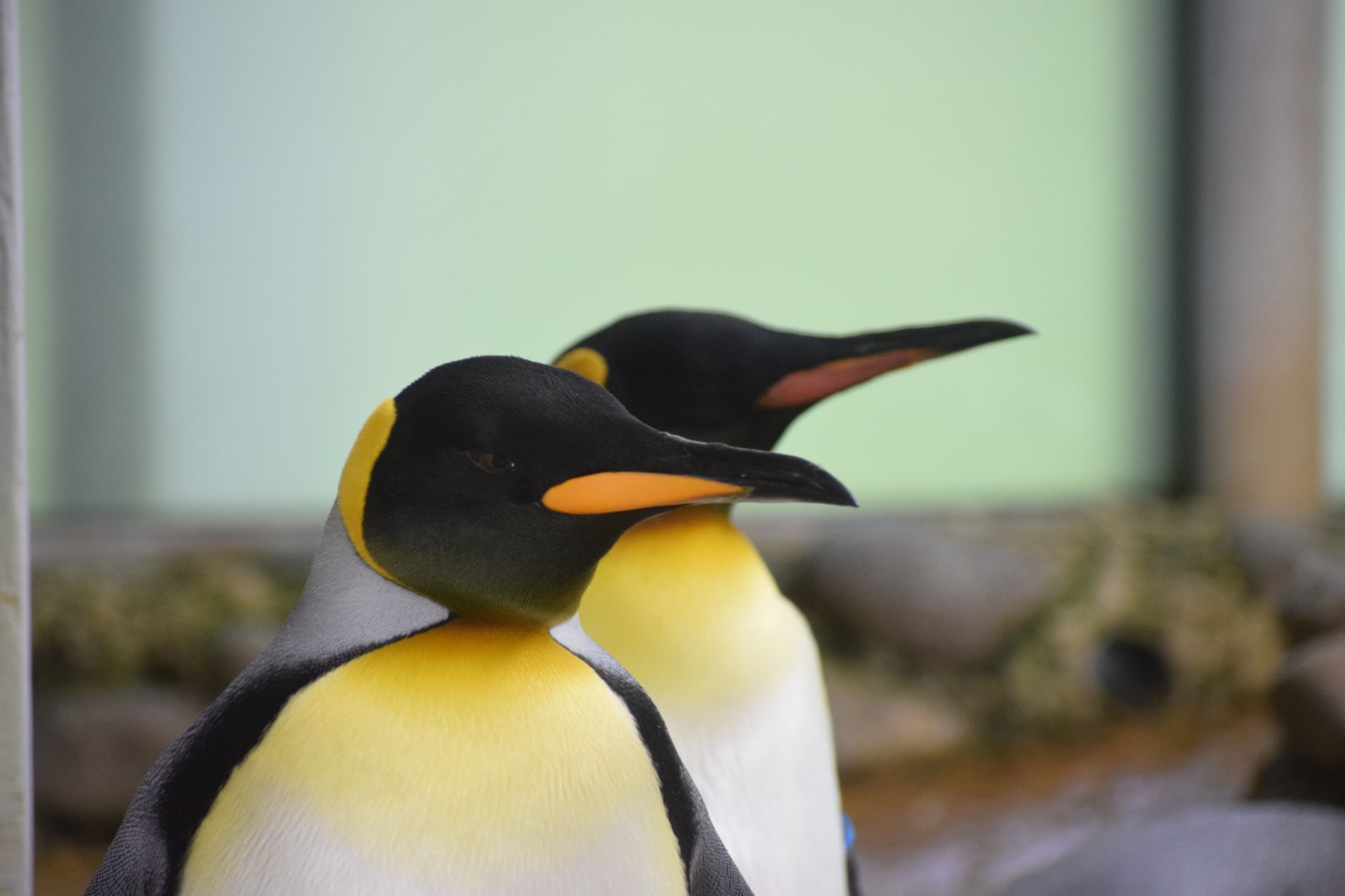 King penguin