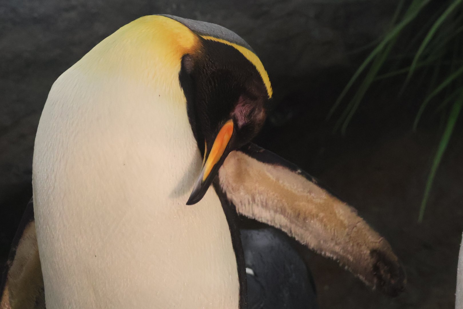 King Penguin