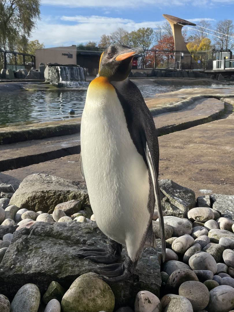 King Penguin