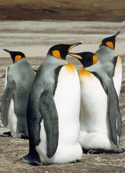 King Penguin