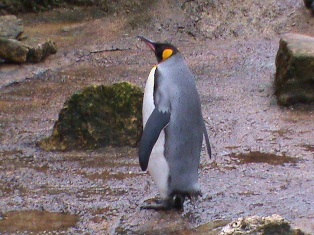 king penguin2 02/10