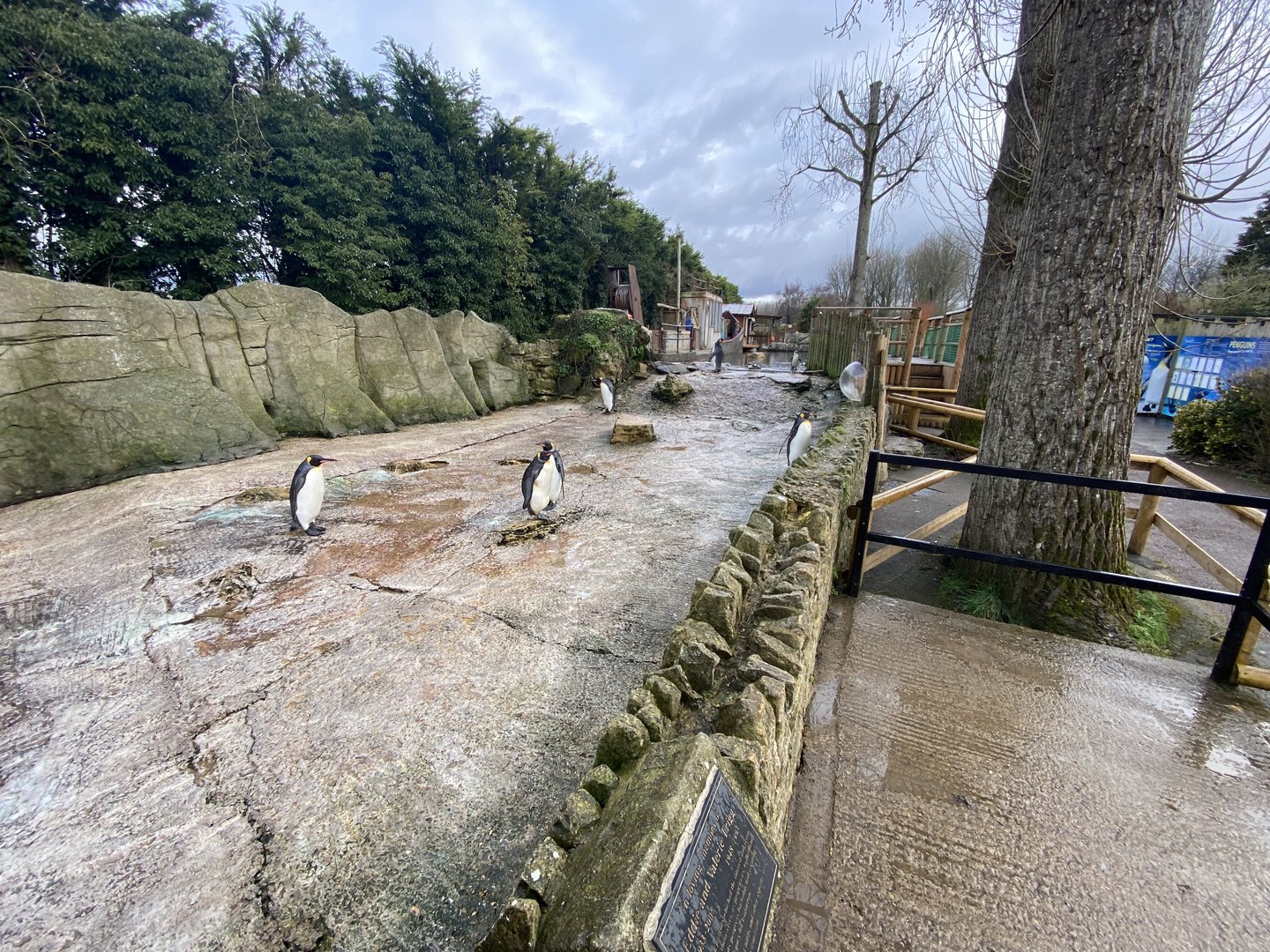 King penguins 010323